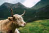 highland cattle on the isle of skye