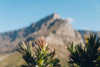 table mountain cape town