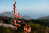 flowers in table mountain national park