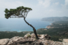 tree monolithos greece