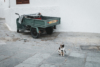 ferrari and a cat on the streets of lindos