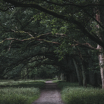 A Field Trip into Lüneburg Heath During Bloom