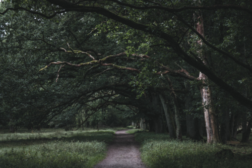 A Field Trip into Lüneburg Heath During Bloom