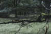 mossy trees and woods