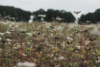 flower fields in the heath