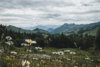 field of flowers in the bavarian alps