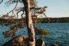 tree and lake