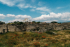 ruins of Pompeji and poppy flowers