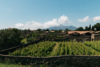 a vineyard in Pompeji in front of mount Vesuvius