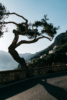 old tree casting shadows, amalfi coast, italy