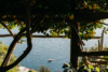 orange trees, amalfi coast, italy